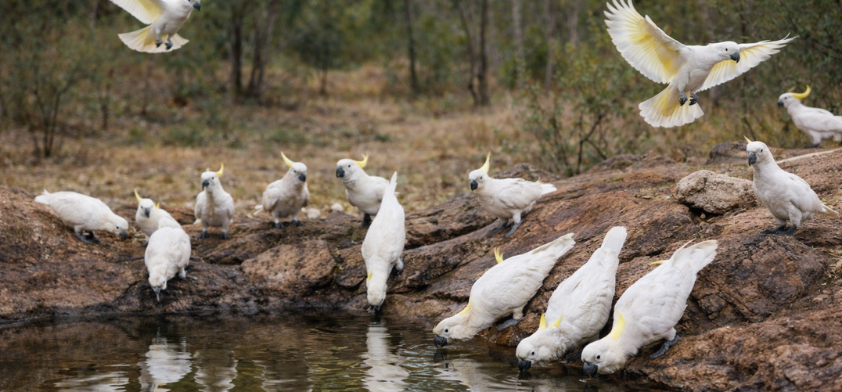 A flock of cockatoos drinking on a river bank