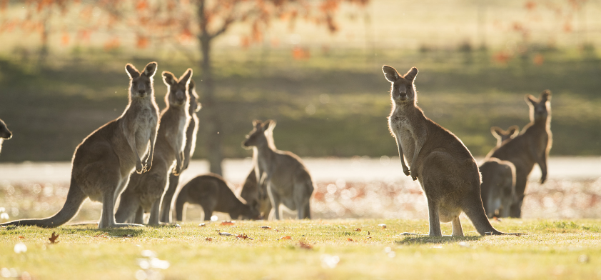 kangaroo mob with joeys