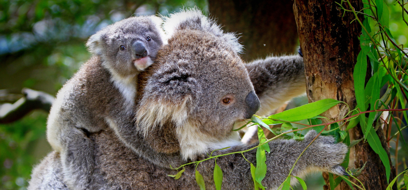 koala and her joey on her back